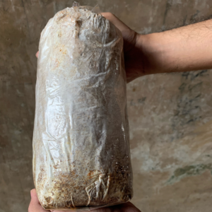 Baglog Jamur Tiram Putih