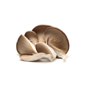 Jamur Tiram Cokelat Segar